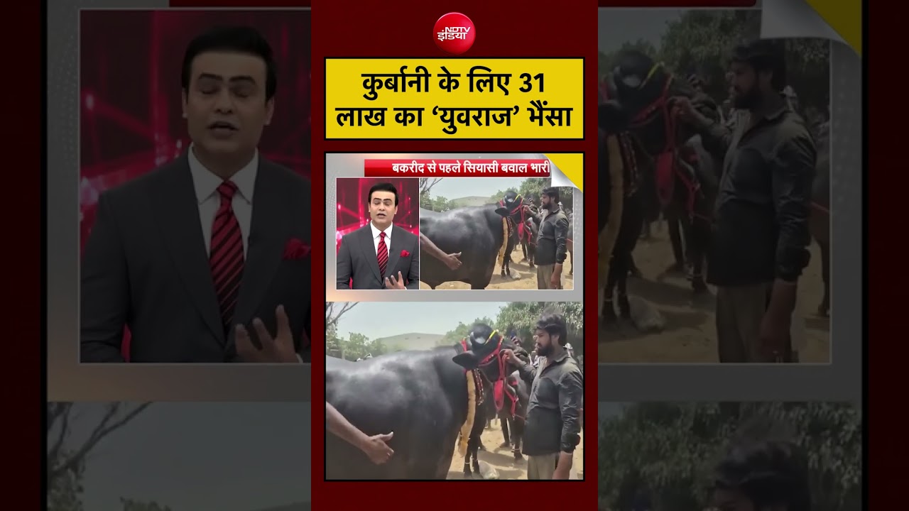 Syed Suhail | Bengal news | Cm suvendu 31 लाख का युवराज भैंसा #shorts