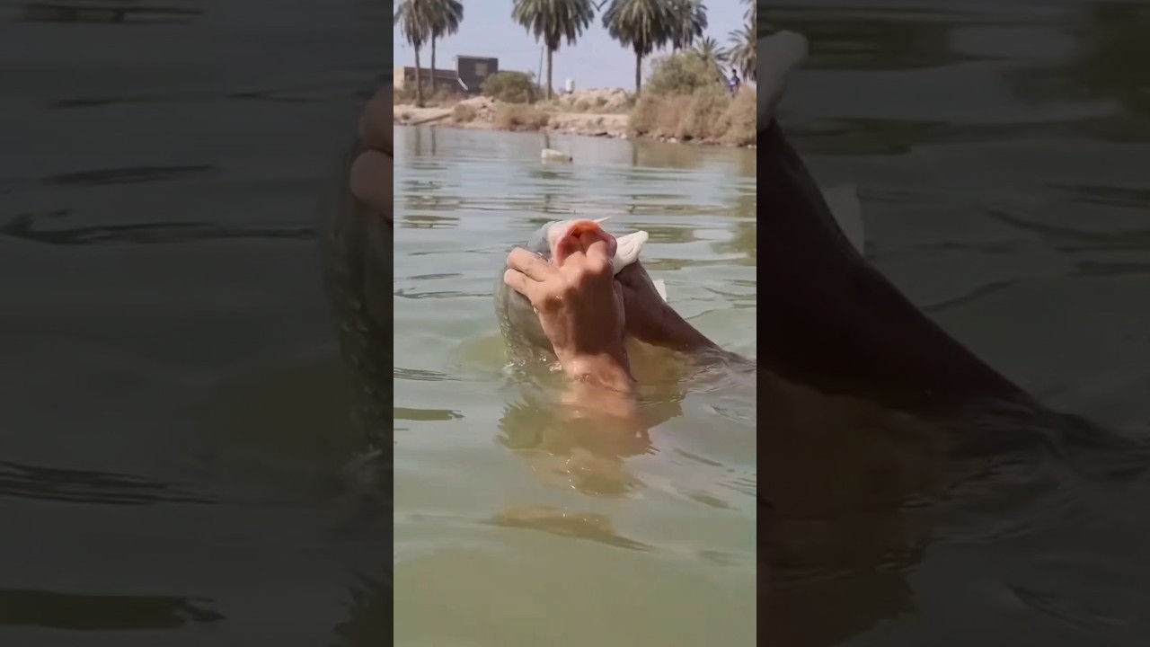 صيد سمكه عملاقه بالغطس