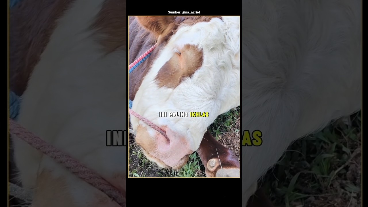 Tak disangka, Sapi ini tiba-tiba berbaring tenang sebelum dikurbankan