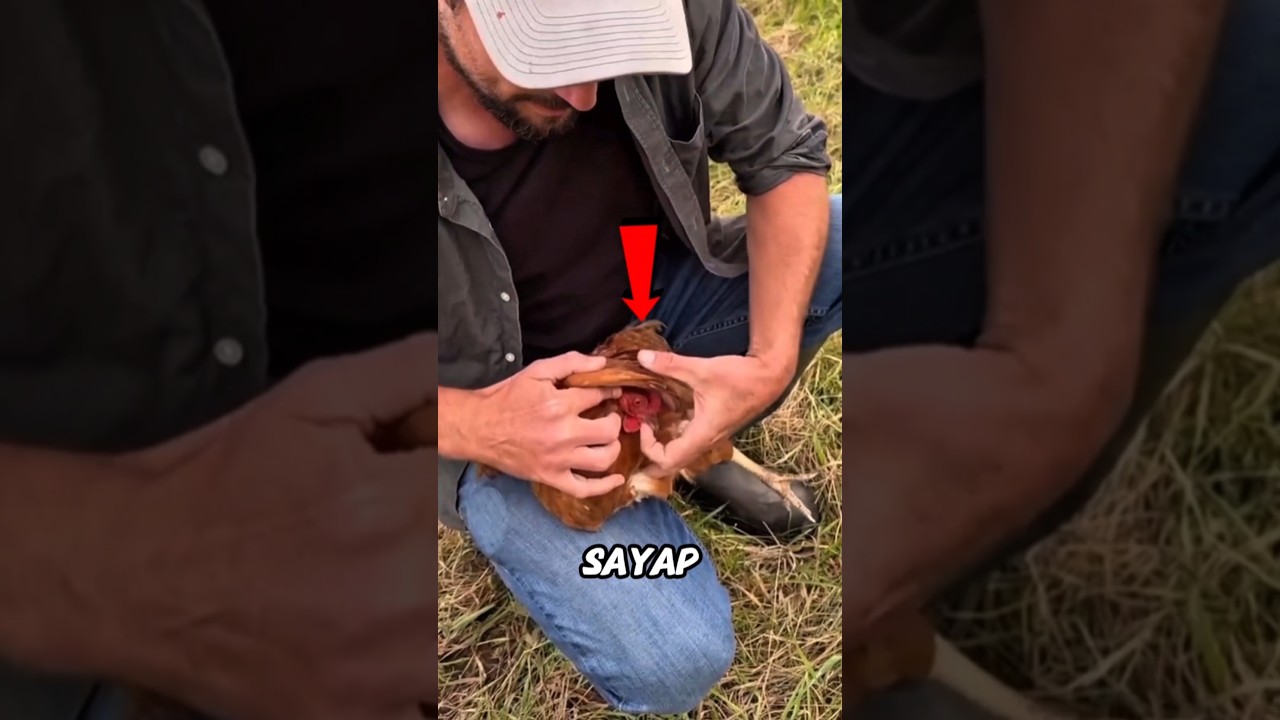 Cuma Digoyang 5 Kali, Ayam Ini Langsung Diam! 🐔😱