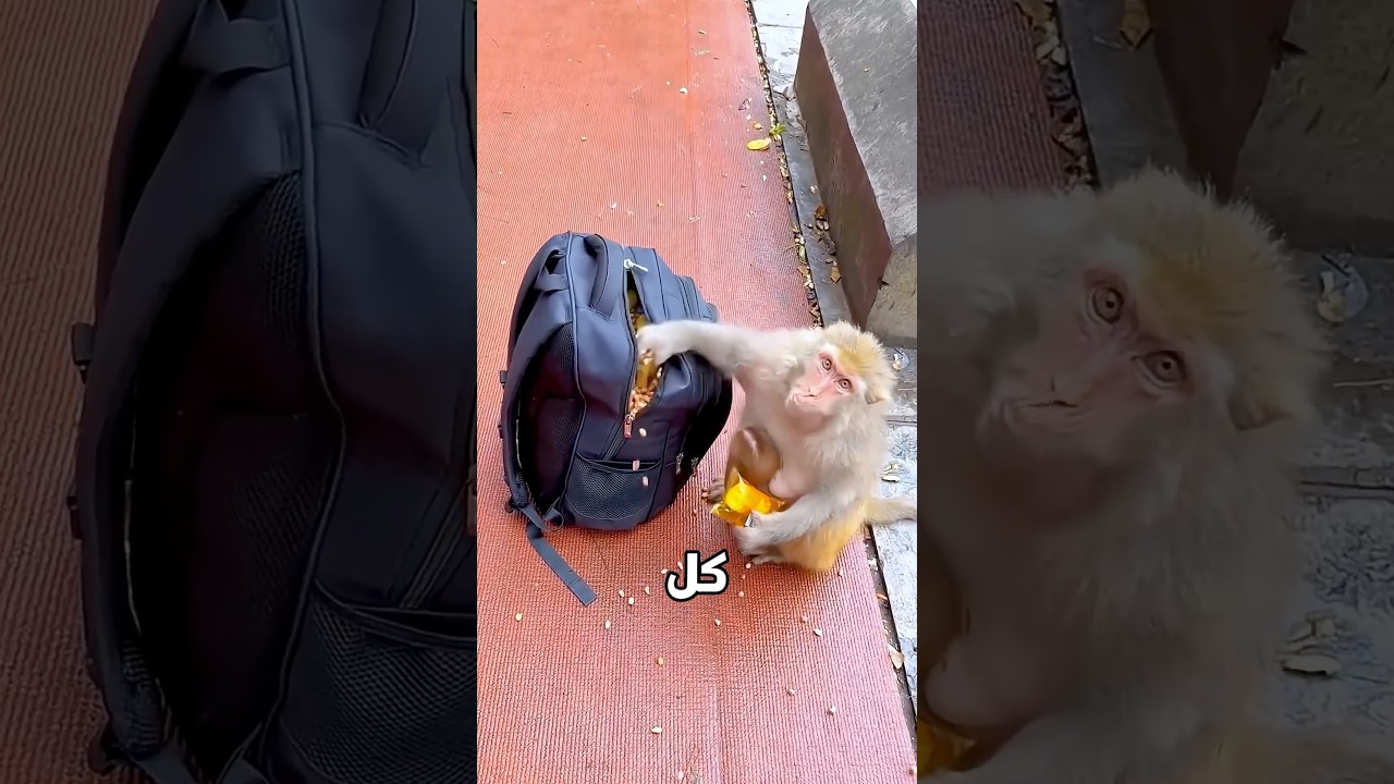 افتكرته قرد مجنون وبياكل السوداني كله.. لكن اللي حصل صدمها! 🥜