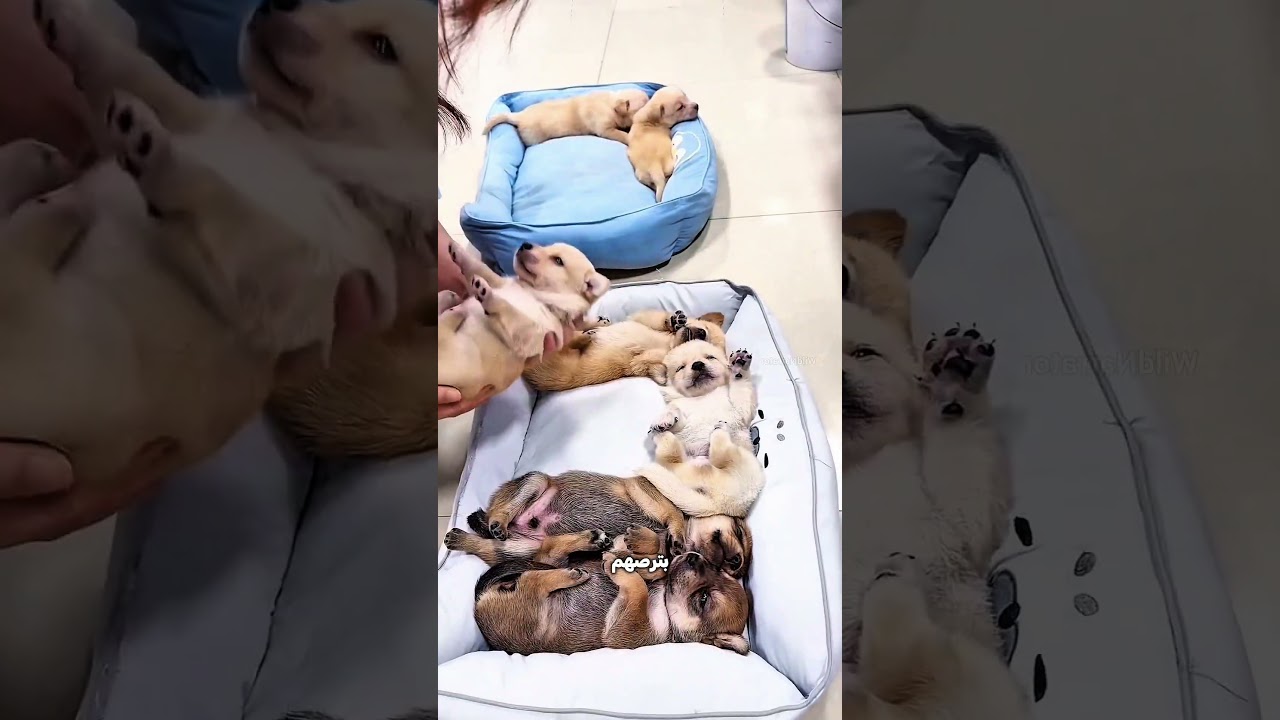 آخر جرو ملقاش مكان على السرير… شوفوا عمل إيه! 😂🐶
