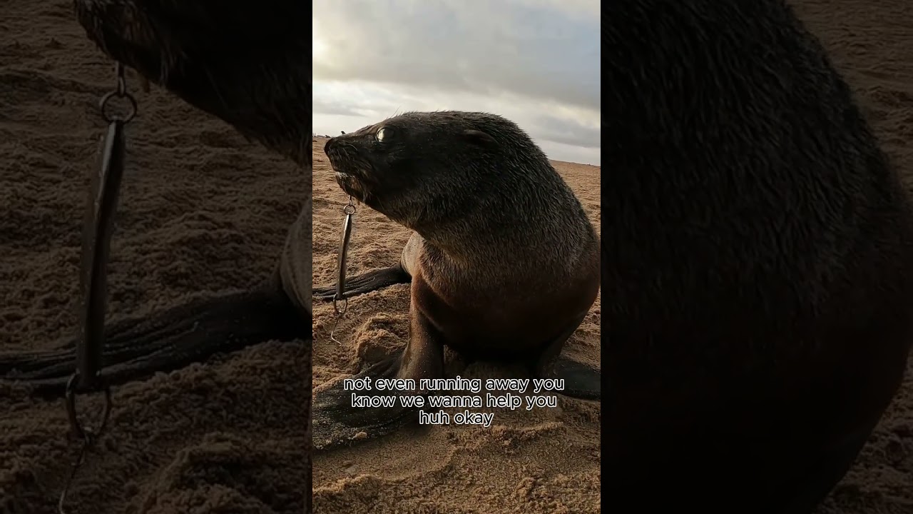 Fishing Lure Stuck in Baby Seal's Mouth!    #wildliferescue #rescueefforts #seal