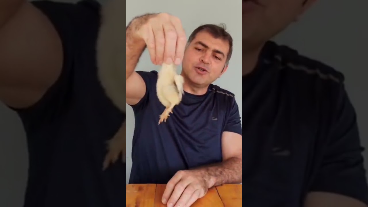 Civciv Tavuk mu olacak, horoz mu?