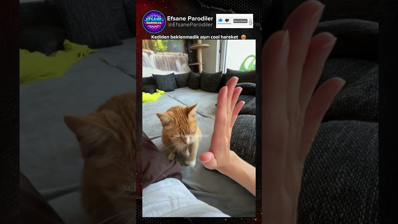 Kediden beklenmedik aşırı cool hareket