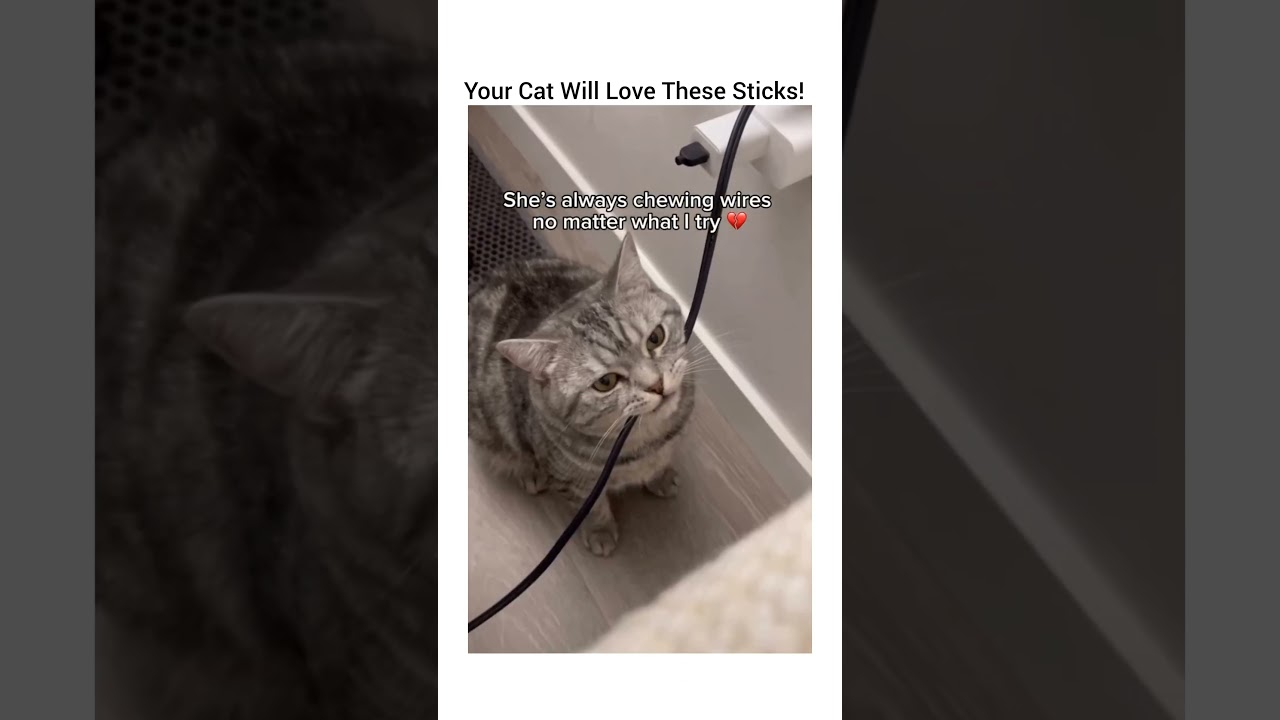 🐱 Silvervine sticks for playful, happy cats! 🌿✨