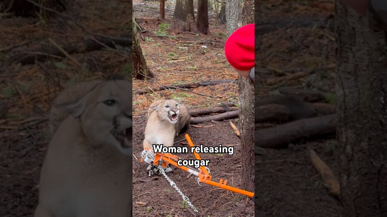 My Wife Releasing a Trapped Mountain Lion #trailcamnut #idaho #cougar #mountainlion #lion