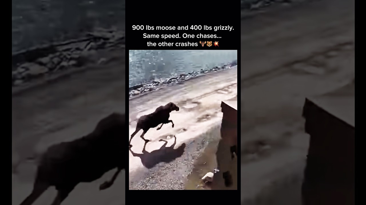 Moose Charges Grizzly at Full Speed