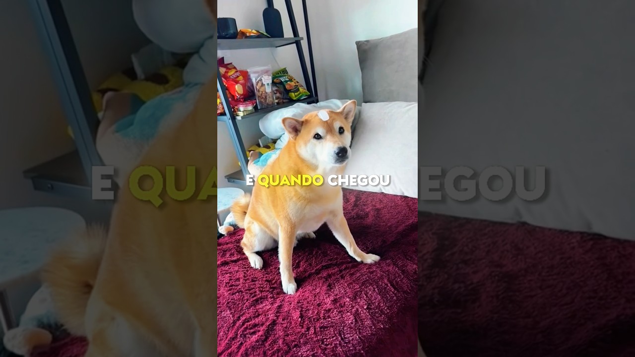 Esses Donos PUSERAM Cubo de Gelo nos Seus Cachorros 🐶♥️ #shots