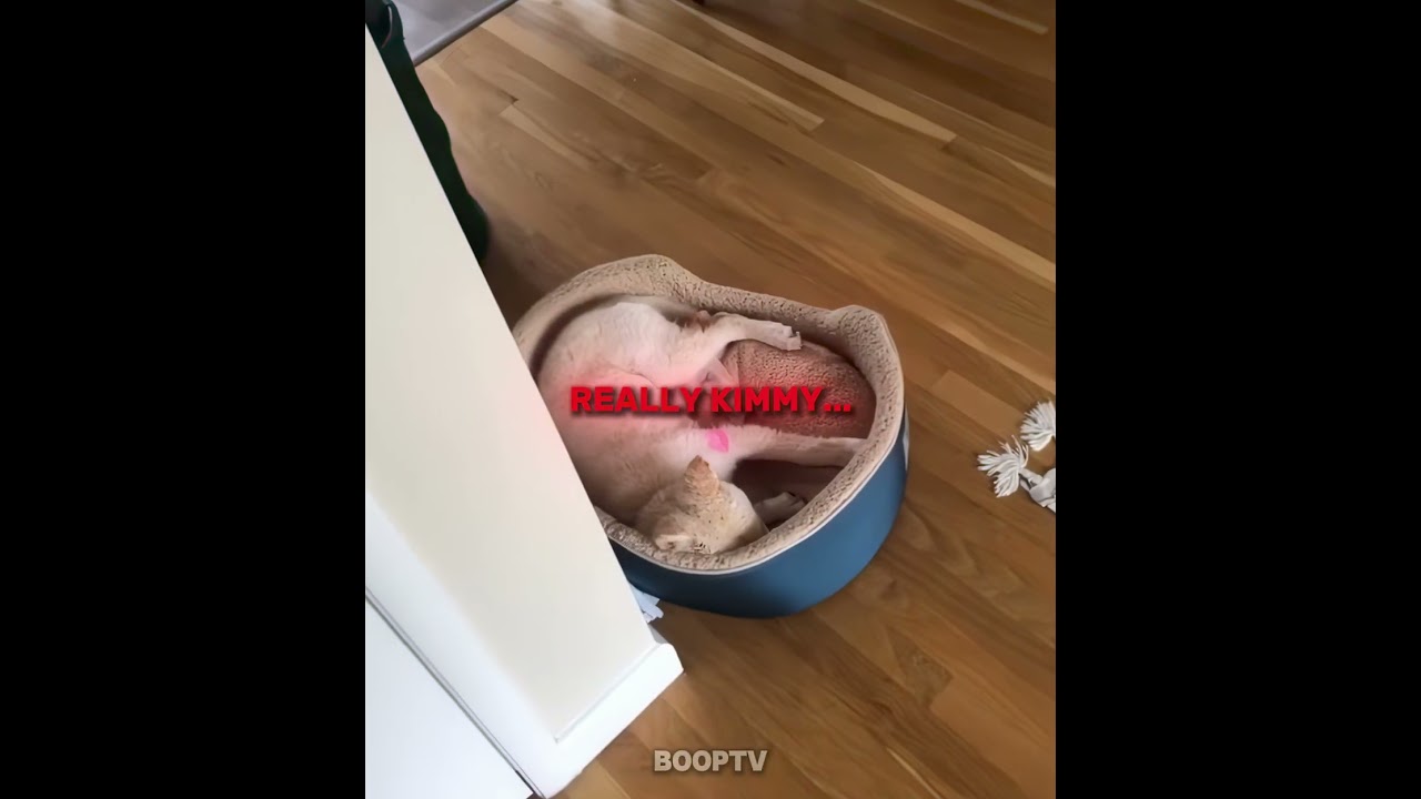 Dogs Playing HIDE AND SEEK 😂🐶 #shorts #dog