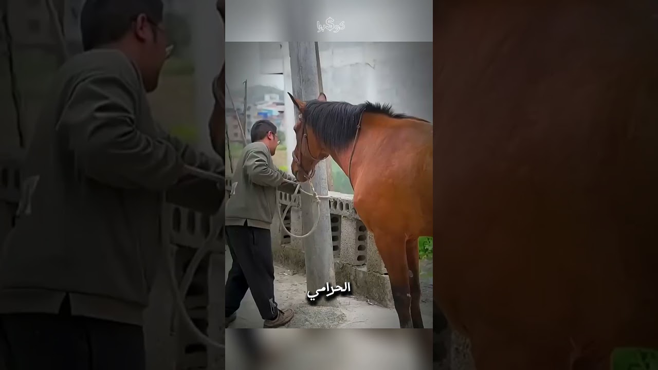الكلب عمل الواحب وقدر يحافظ علي الحصان 🤩