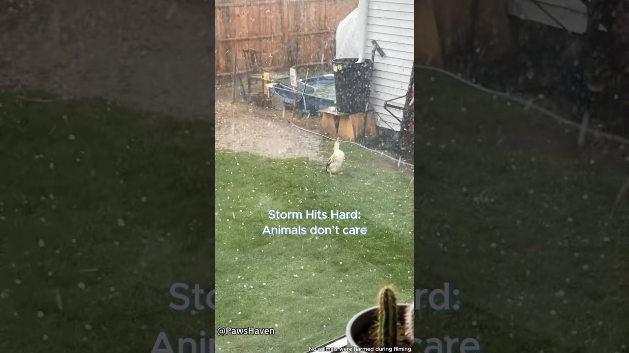 Storm？What storm？⛈️#animals #storm #funny #animallife #pets #wildlife #wildanimals