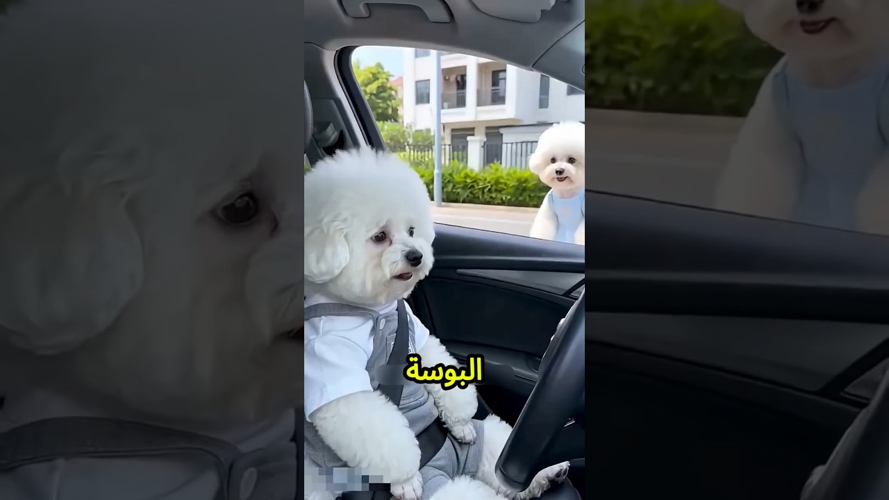 البنت دي بوظتلي تسريحة شعري لما أمسح البوسة بتاعتها😱💋🔥