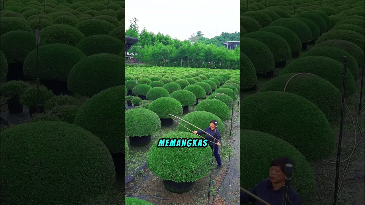 Memangkas Tanaman Cina dengan Sempurna✂️🌿 #shortviral