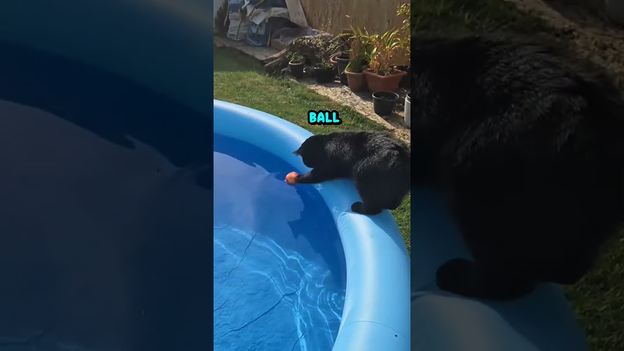 wArNiNg: CaT doEs NOT FaLL iN PooL 🌊😼