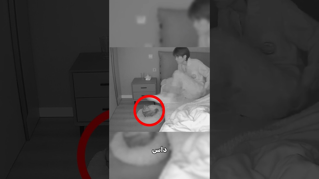 هل تحب القطط المضيئة مثله؟🤔
