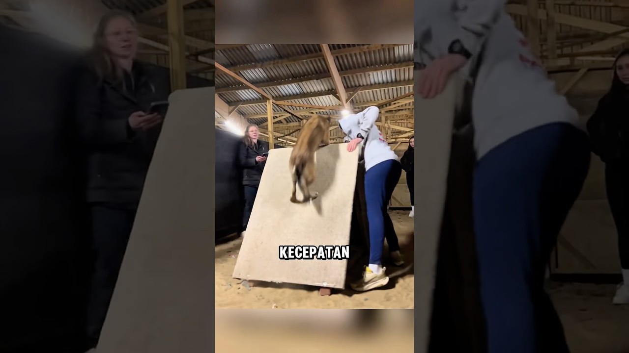 Anjing ini membuktikan bahwa ia mampu melakukan segalanya ❤️