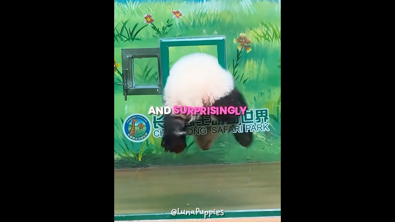 This Baby Panda Outsmarted The Keeper 🐼😂 #shorts - Published by Luna Puppies🐾
