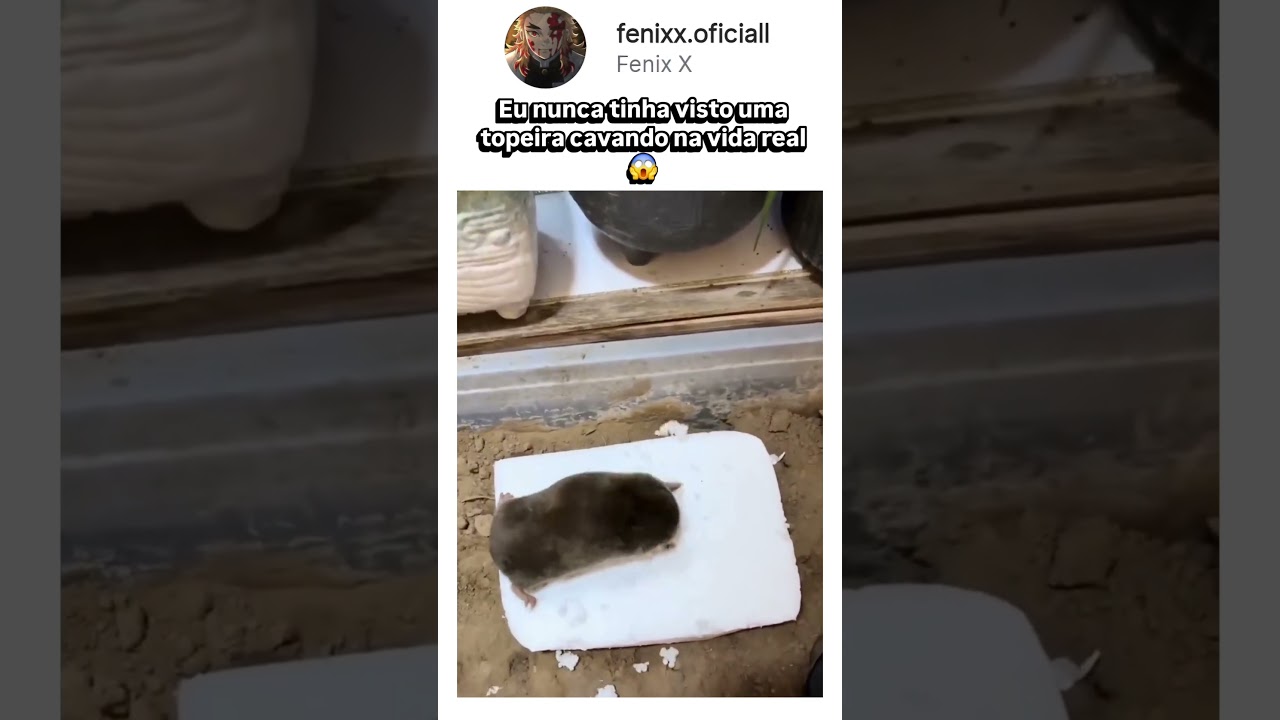 Você já tinha visto uma toupeira cavando na vida real?