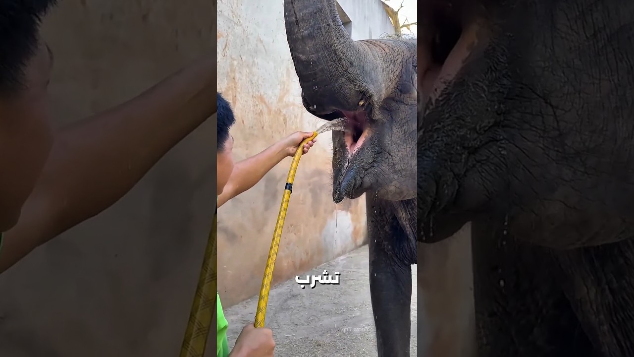 الفيل عطشان.. بس بوقه اتملى ميّة 😂🐘💦