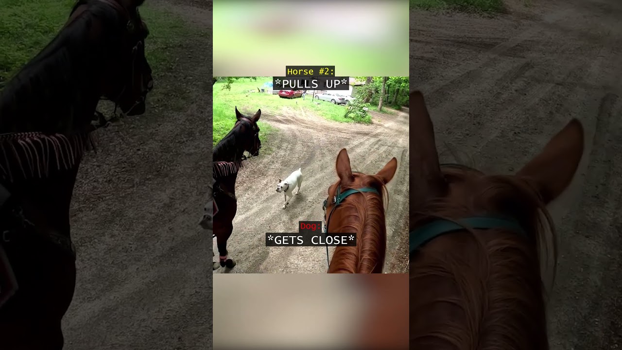 When This Dog Attacked 2 Horses...