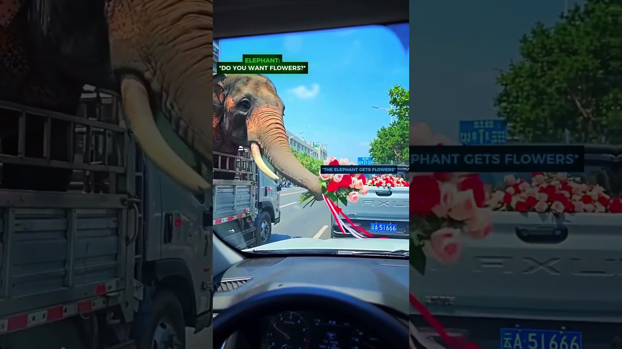 Elephant Stuck in Traffic Steals Flowers... Then Does This