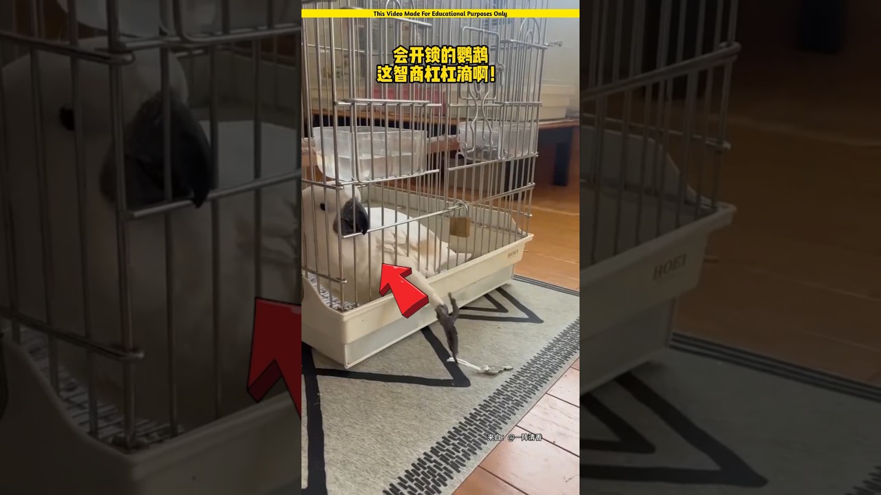 The parrot has an amazing brain
