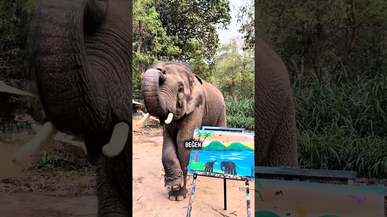 Ressam Fil Hayvanat Bahçesini Kurtardı! 🐘🎨