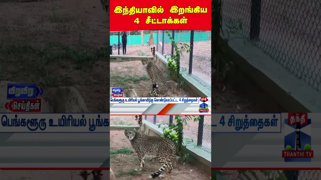 | cheetah | bangalore | karnataka | zoo | south africa | eshwarkhandre