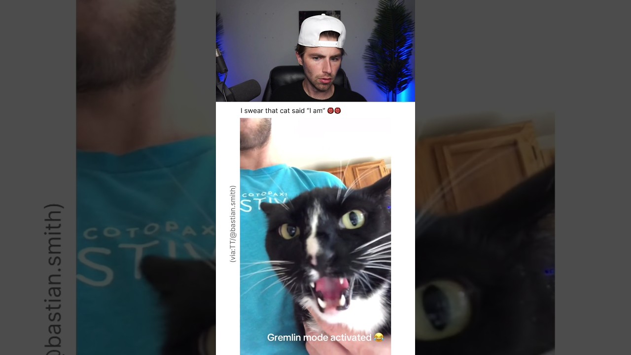 THE MEANEST CAT OF ALL.. 😭
