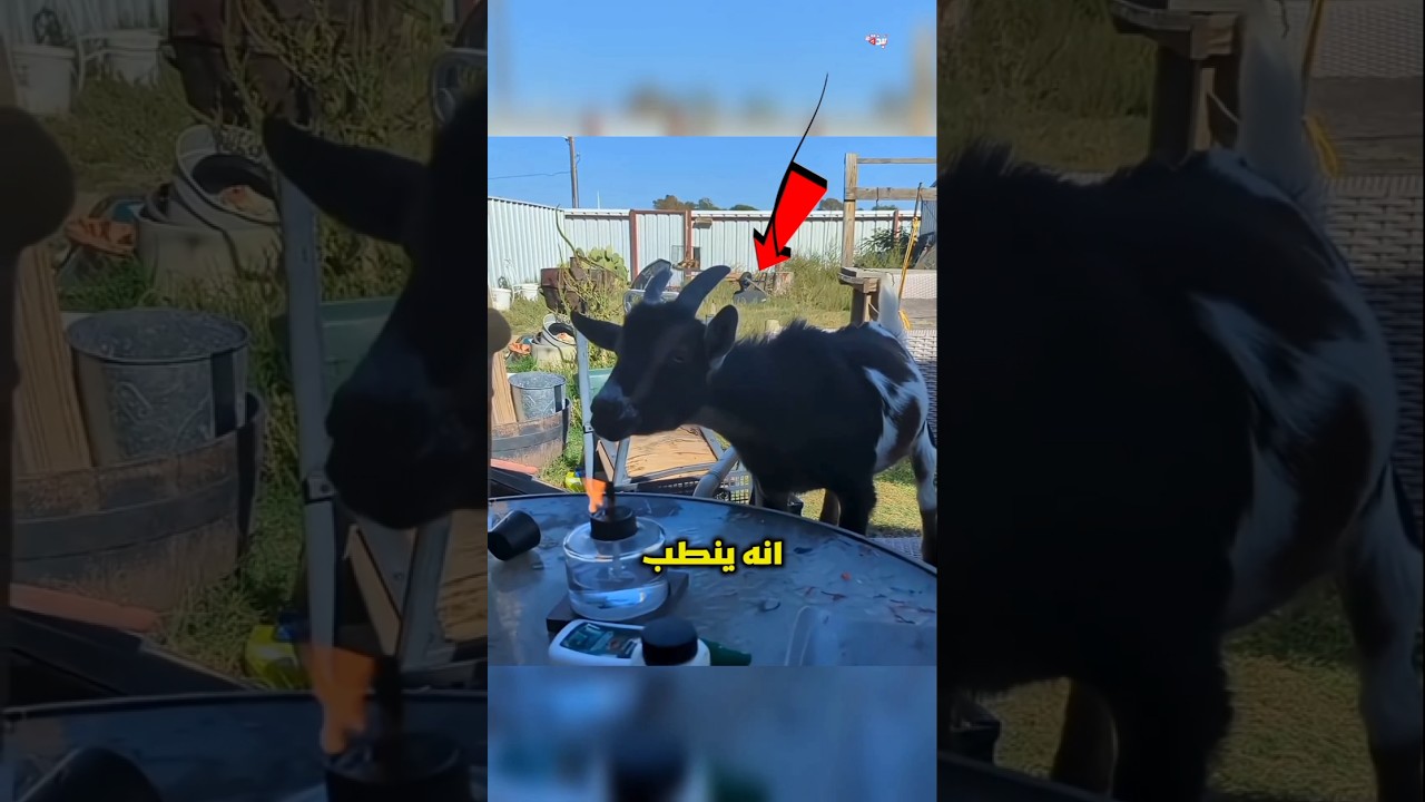 ايش الي لازم تعملة لو شفت ماعز قاعد يحرق نفسه؟ 🤯😨