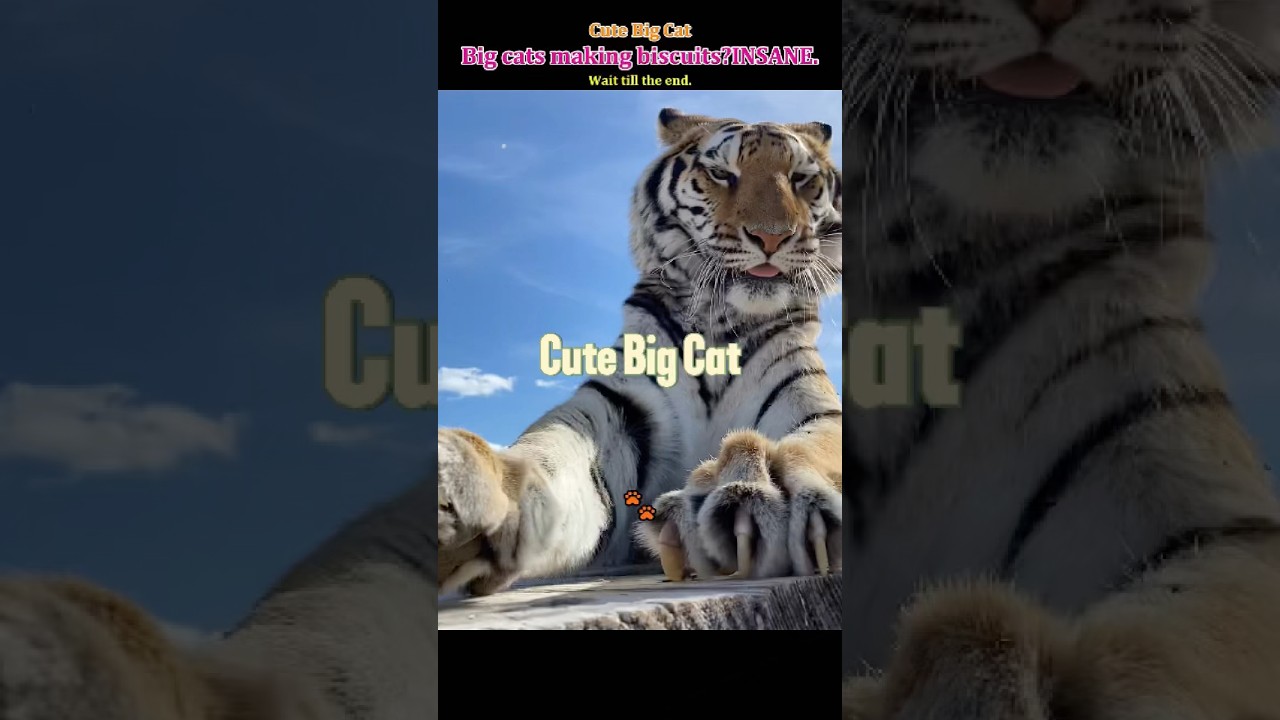 Just a big cat.😻#bigcat#funnyanimals#tiger#leopard