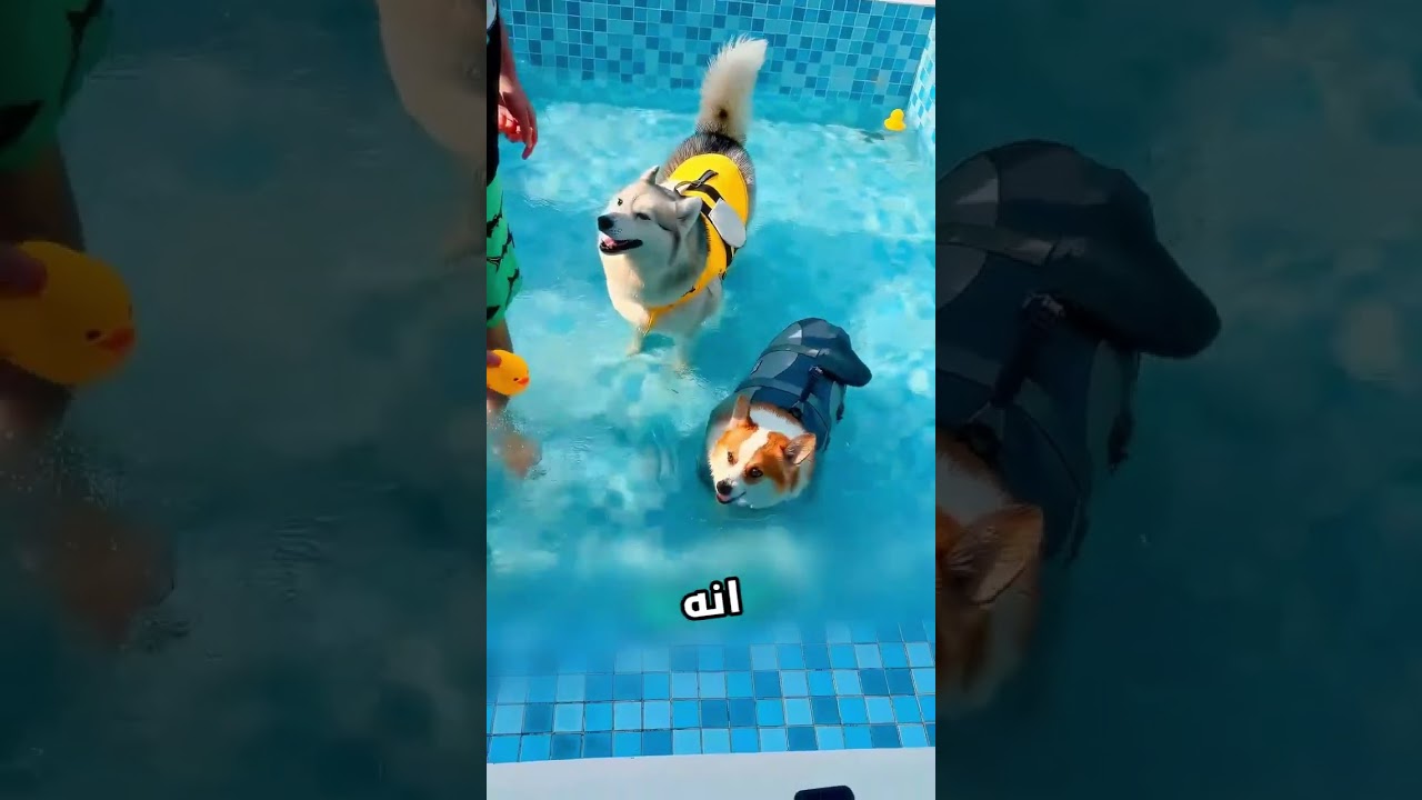 هذا الرجال حاول يخلي كلابو تتأقلم مع المسبح