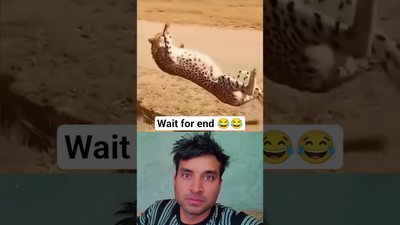 Cheetah vs Gazelle: Jab Shikari hi gir gaya! 😂 #shorts #funnyanimals