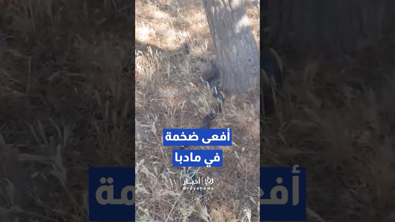 رصد أفعى سوداء ضخمة الحجم تتحرك بـشكل حر في مادبا#shorts #short #shortsclip