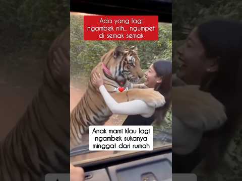 🐯🐯🐯JELEKNYA KALAU NGAMBEK😂 #anabul #lucu #animals #ngakak #harimaulucu #babytiger