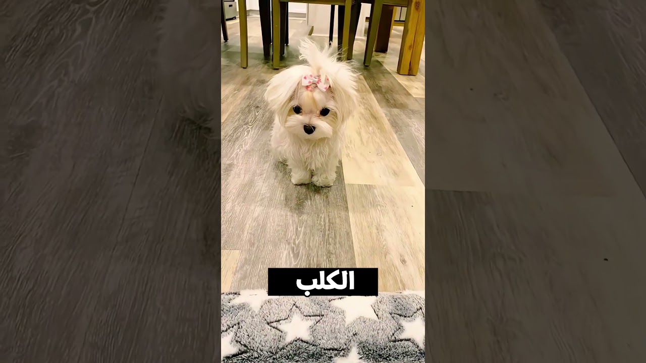 زحليقة سمكة القرش😱