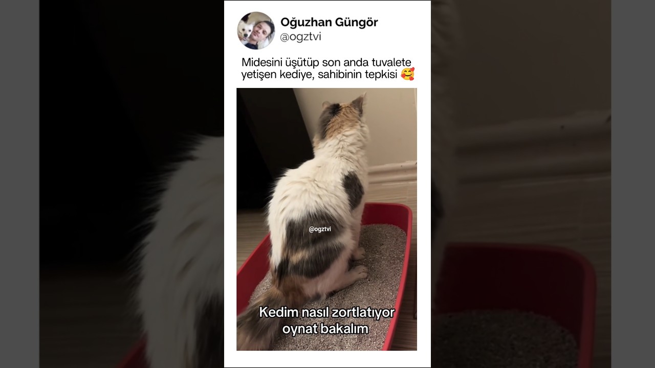 Midesini üşüten paticana sahibinin tepkisi