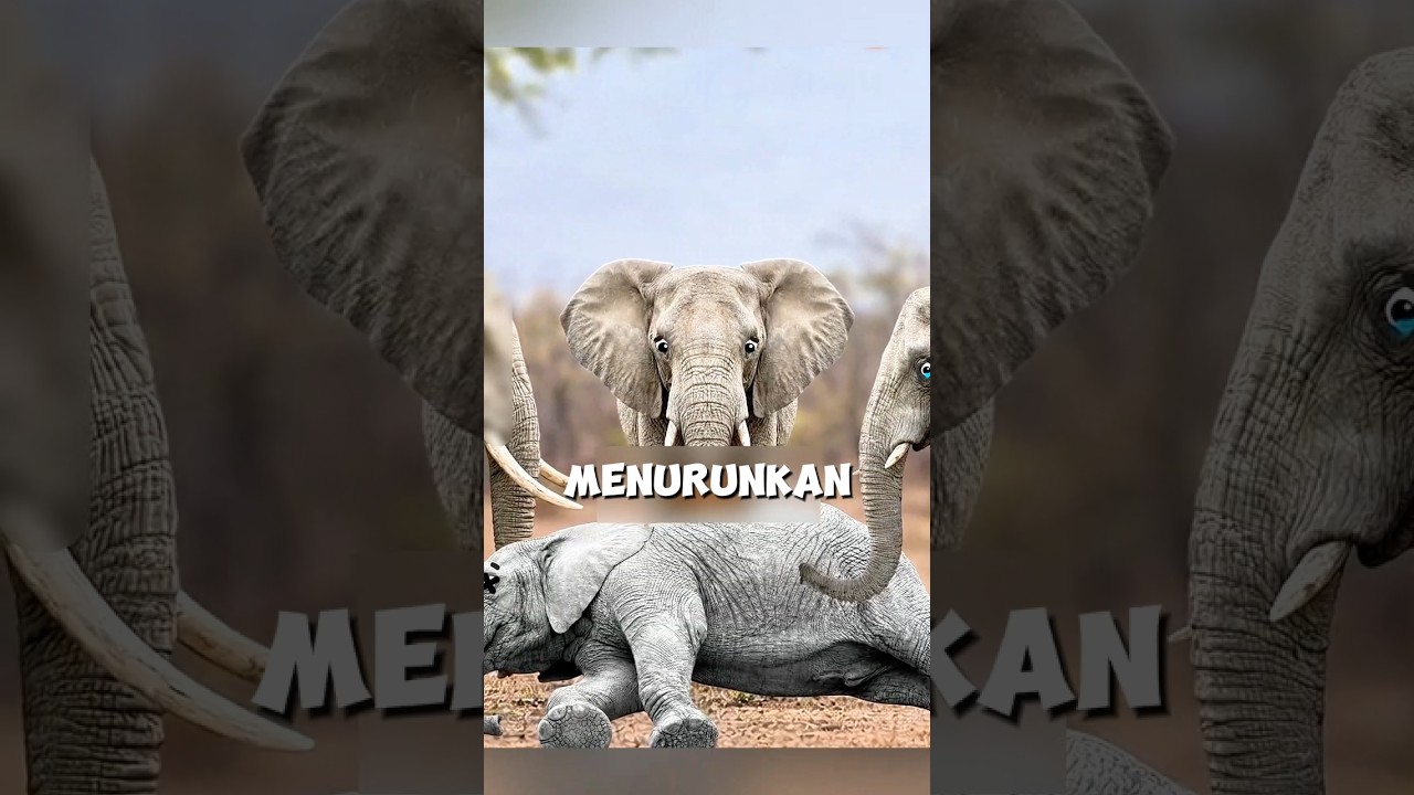 Hewan yang berduka seperti kita#shorts