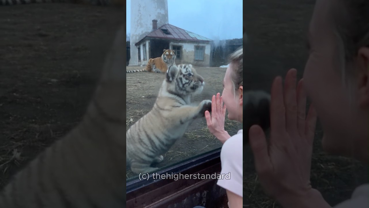 Amur Tiger Dad Stole The Cub's Moment. Then Mom Arrived And Checked Him. #shorts #lion #jealouslion