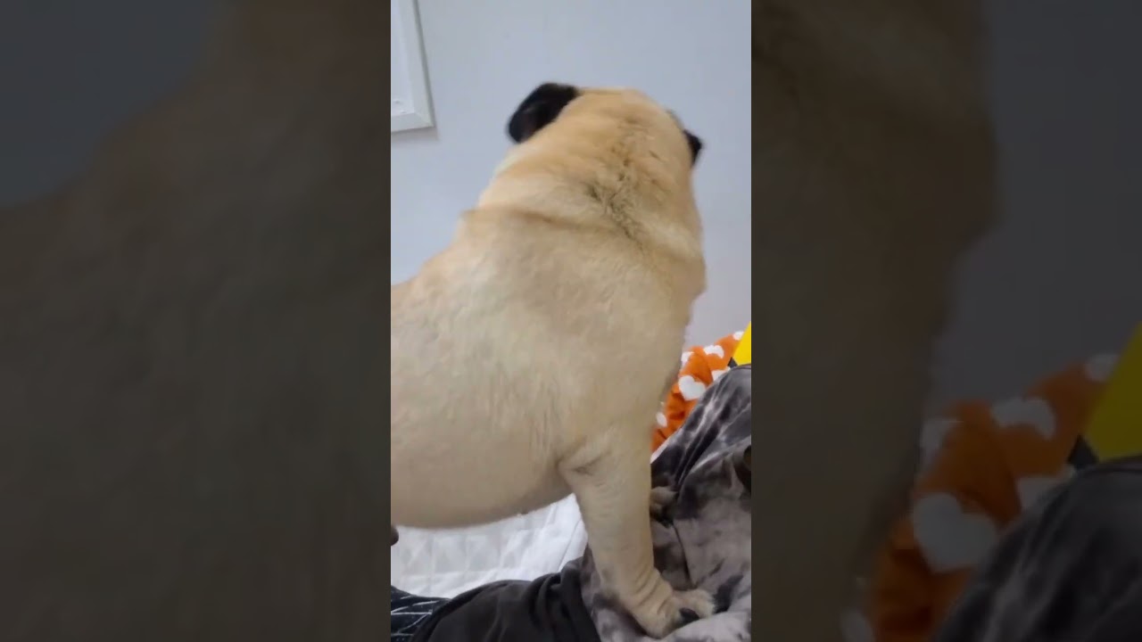 มาอ้อนอีกแล้วเจ้าหมาปั๊ก #หมาอ้อน #หมาปั๊ก #reelsfb  #dog #pug #Familypugs