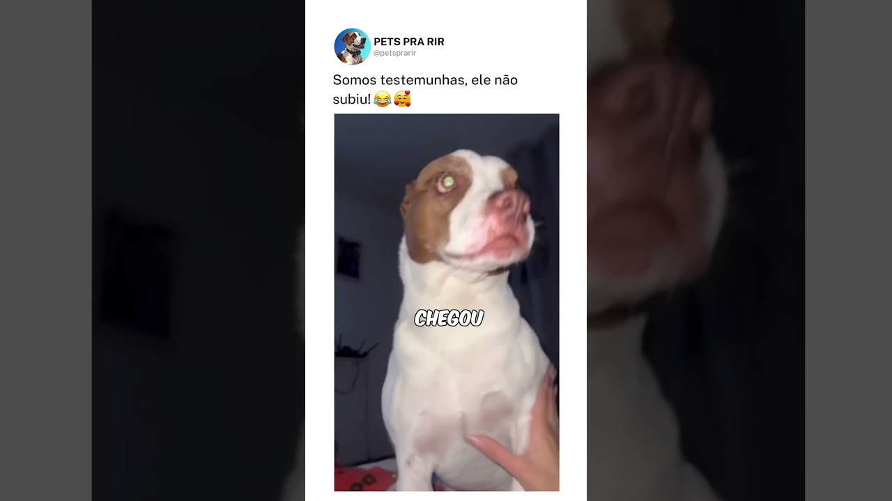 Somos testemunhas, ele não subiu!❤️🐶