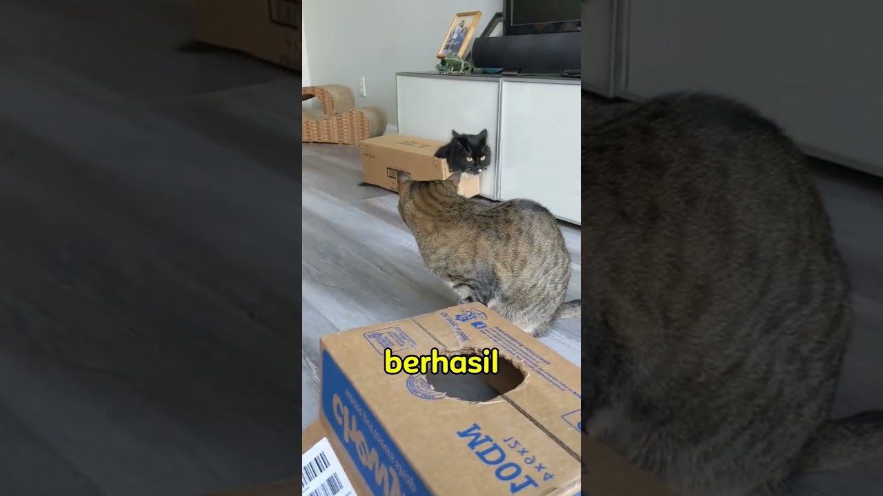 inilah alasan sebenarnya kenapa kucing bisa masuk ke tempat sempit