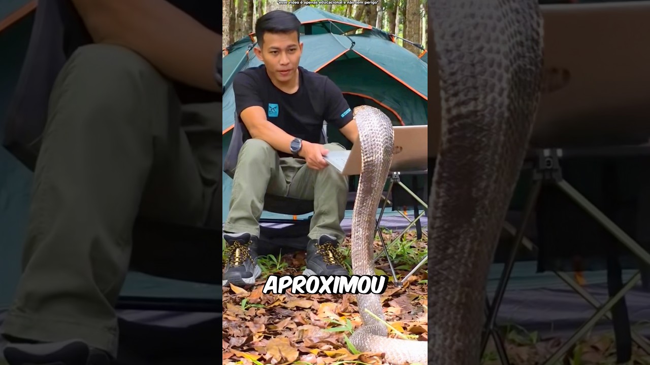 Ele Virou AMIGO da Cobra! #curiosidades #incrível #animal