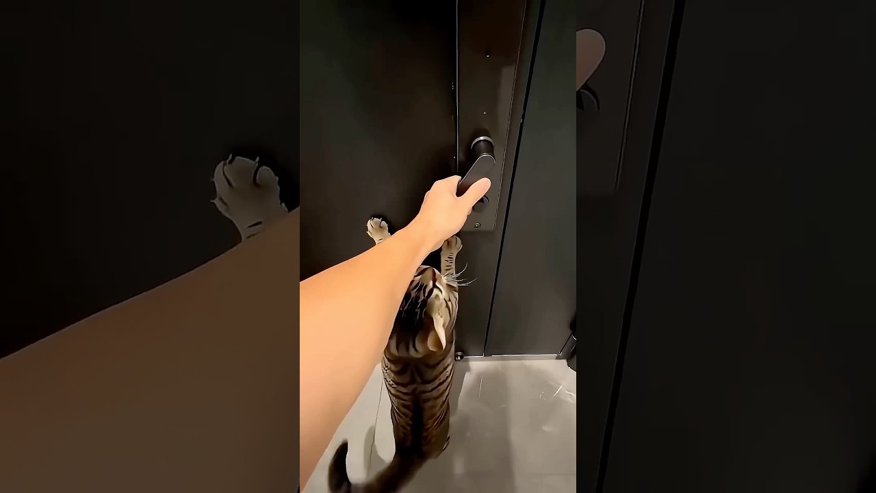 Chú mèo của tôi ham chơi nhưng không muốn bị ướt 🥰🐱😂