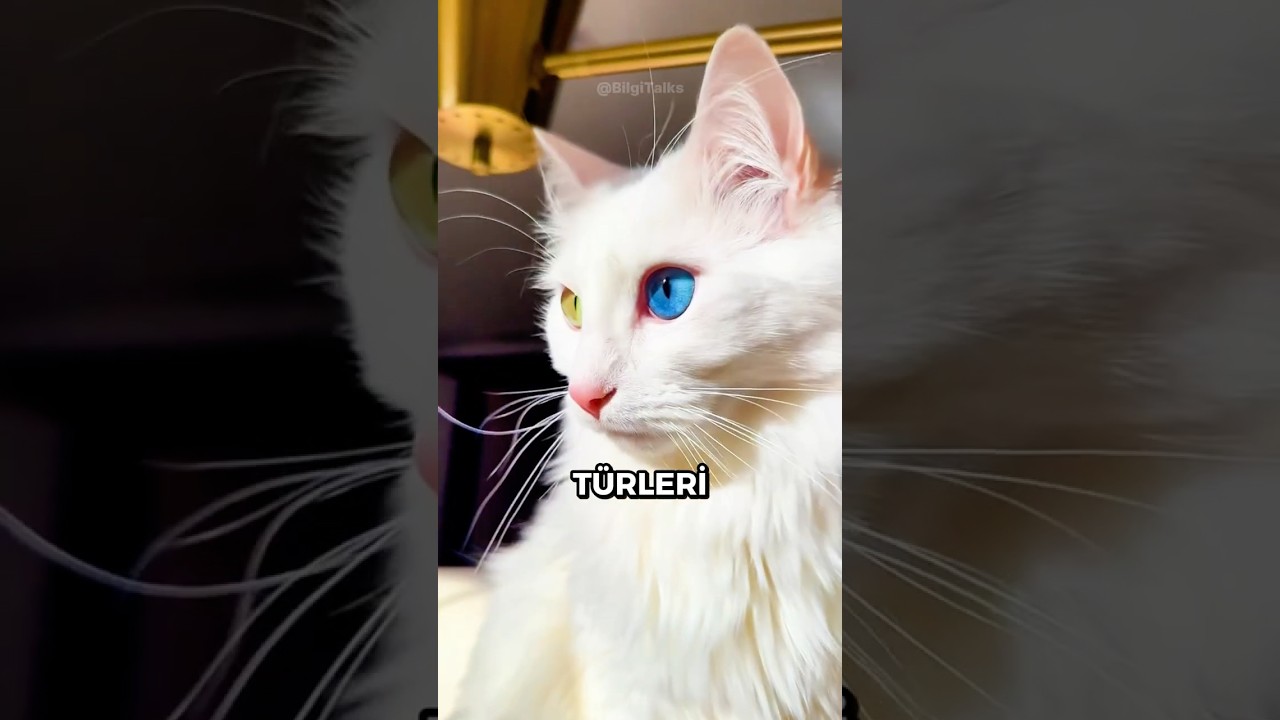 Beyaz KEDİLER Hakkında 4 Gerçek 🐱🤍