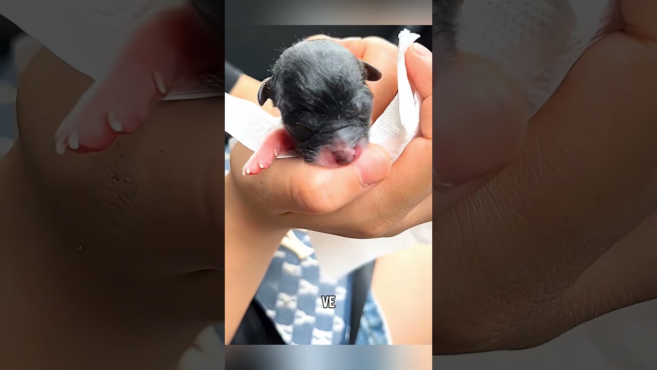 🐶💖 Yolda Bulunan Minik Yavru ve Annesi Gibi Kedi Hikayesi 🐱🥛#shorts #trending #movie #film