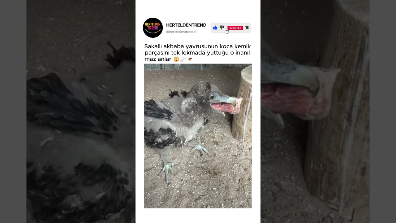 Sakallı akbaba yavrusunun koca kemik parçasını tek lokmada yuttuğu o inanılmaz anlar 😳🦴🦅