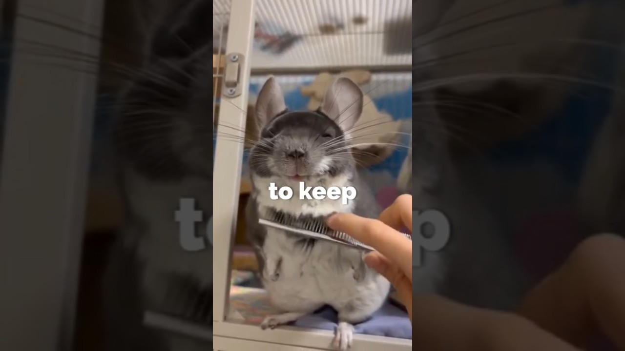 "Cutest Pet To Keep- Chincilla"  #shorts #facts #animals - Published by beamazed 
