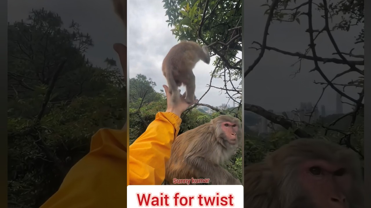 Mummy se panga nahi 😂 Funny Monkey Moment #bandar #wildlife #animals #monkeylove #monkeyshorts
